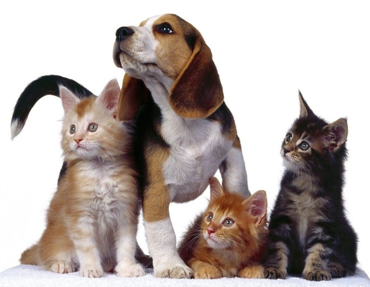 Cane o gatto?