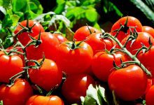 Il pomodoro, storia del re dell’estate
