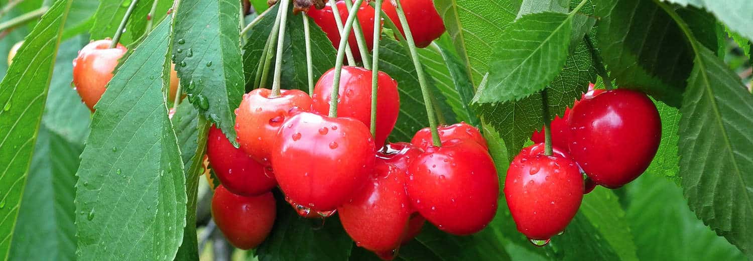 Nel firmamento delle ciliegie brilla la Barracocca, Villacidro pronta a venerarla