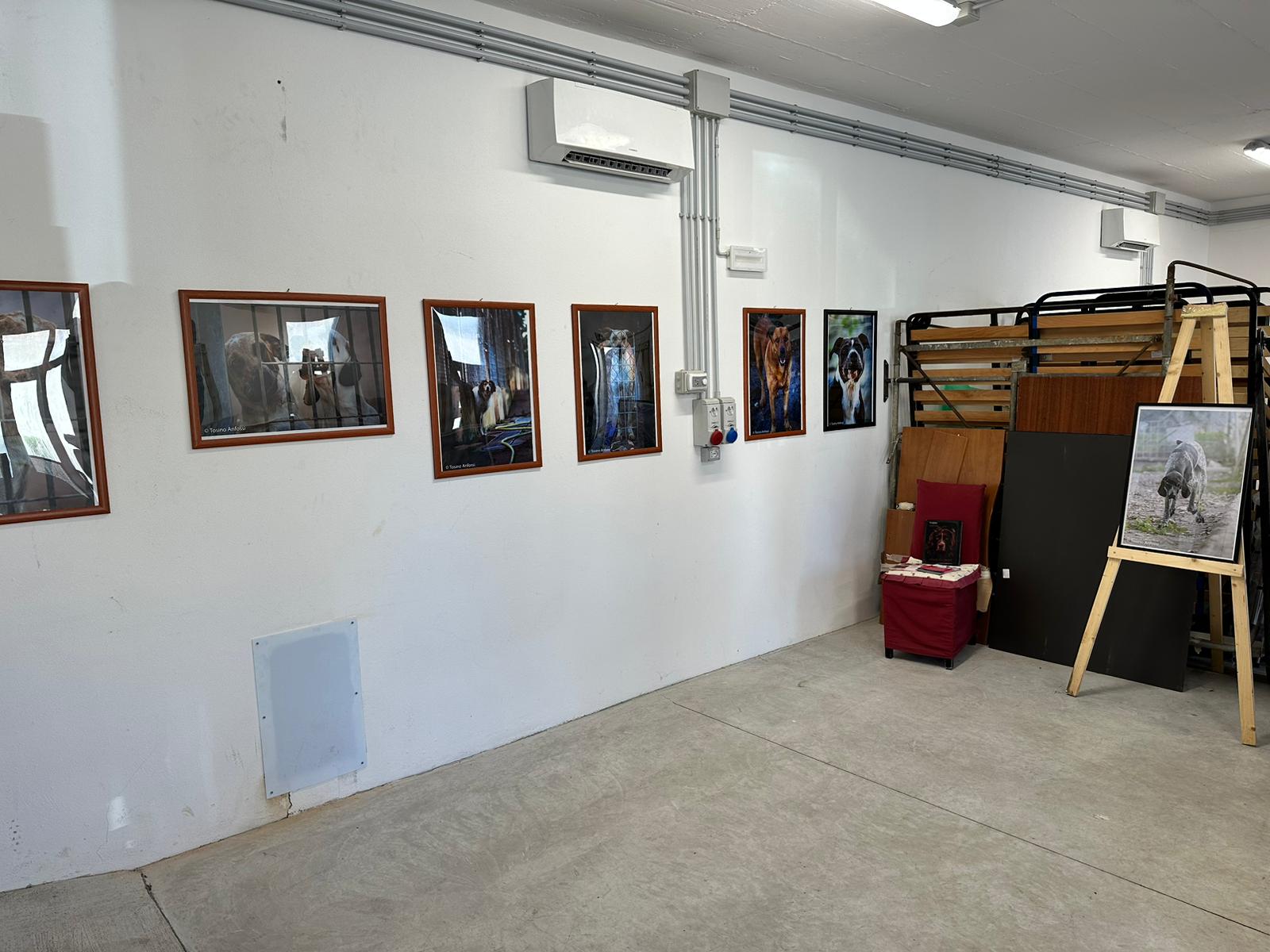 Mostra Angeli a Quattro Zampe