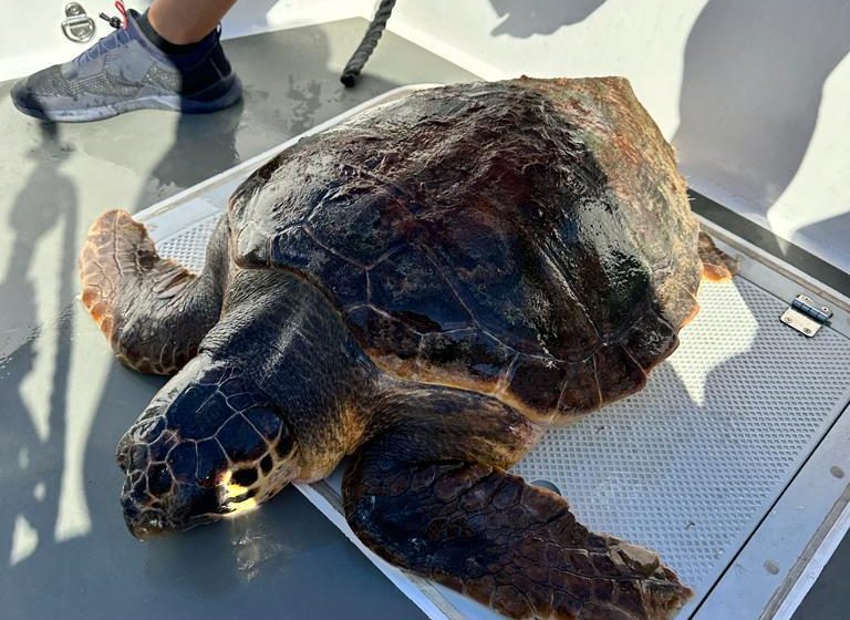 Tavolara – Salvata una tartaruga marina in difficoltà