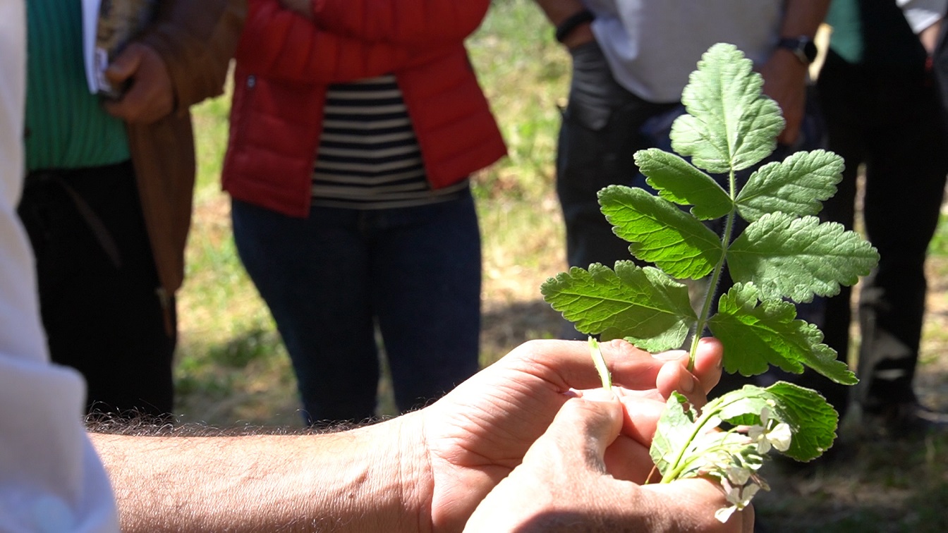 Villanova Monteleone, le erbe sarde patrimonio inestimabile