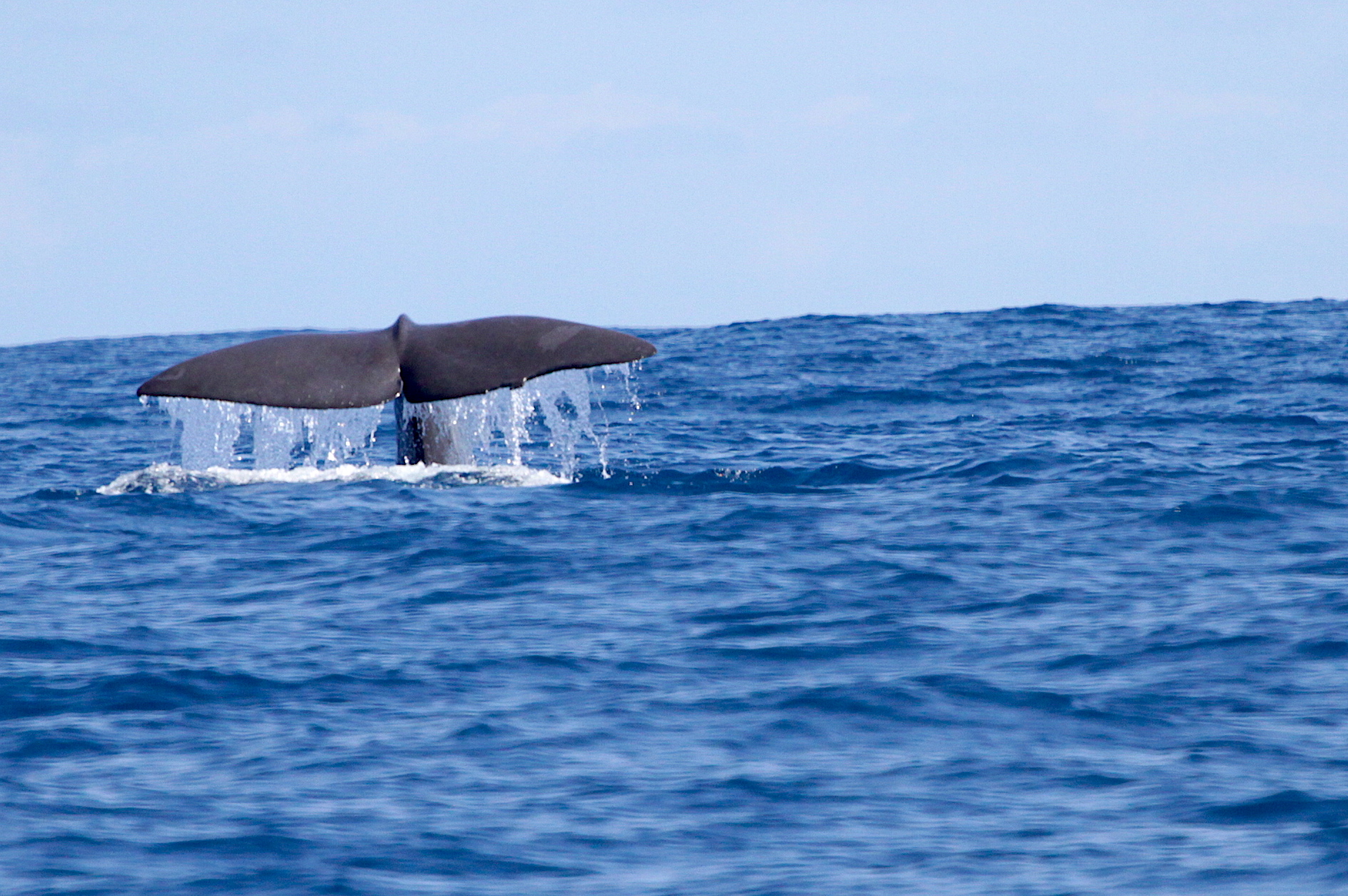 Capodoglio foto di Laur Pintore