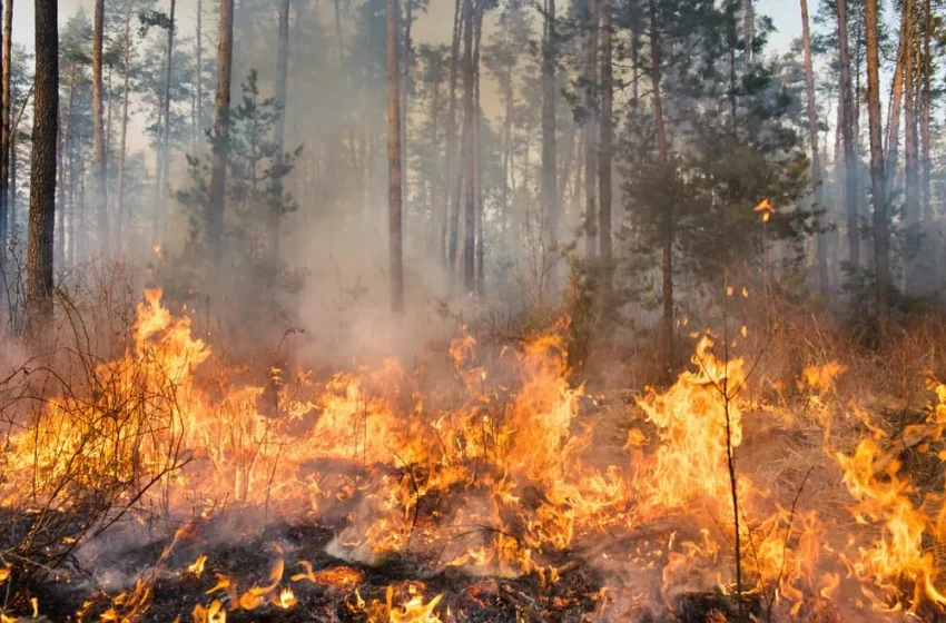 Sassari – Lotta agli incendi boschivi: al via le campagne di sensibilizzazione