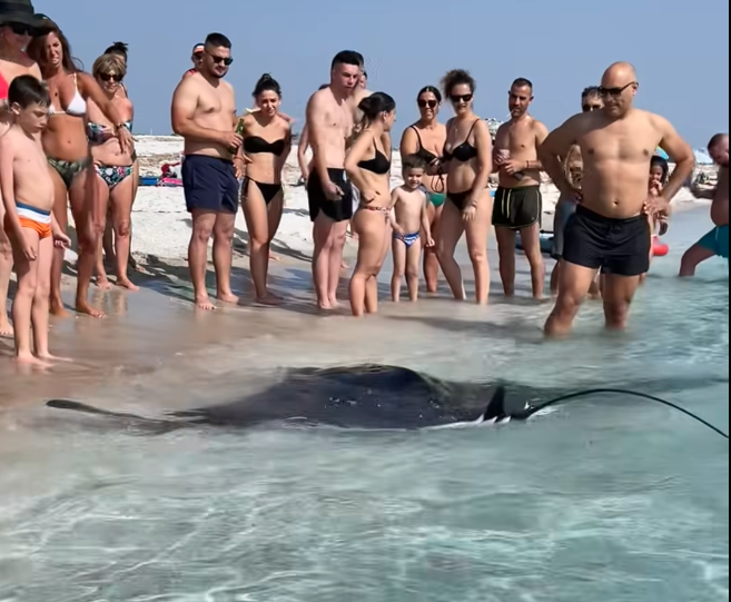 Gigantesca manta sfiora la riva a Mari Ermi stupore tra i bagnanti