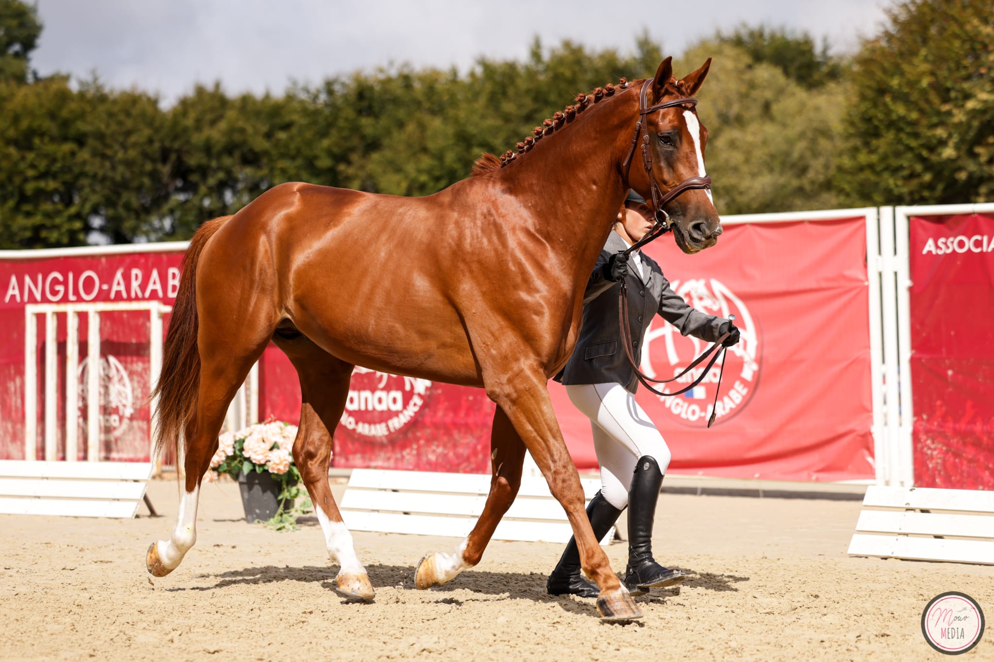 L'anglo arabo sardo Guadalquivir vince nella Grande Semaine de Pompadour