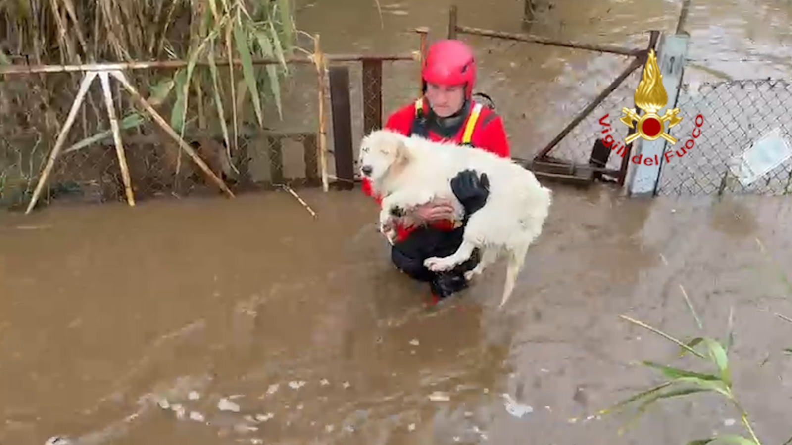 Piscinas Vigili del Fuoco salvano nove cani minacciati
