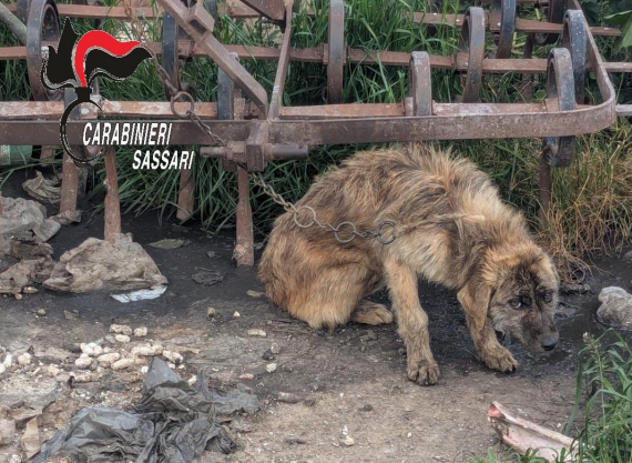 Ossi Cane trovato in condizioni critiche