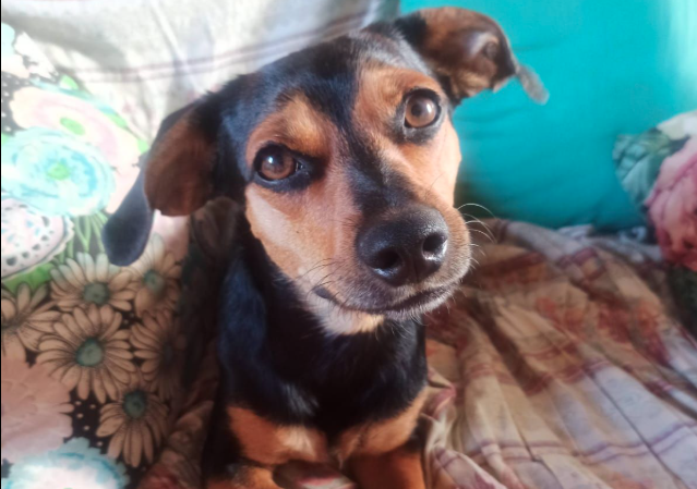 Sassari ospedale veterinario