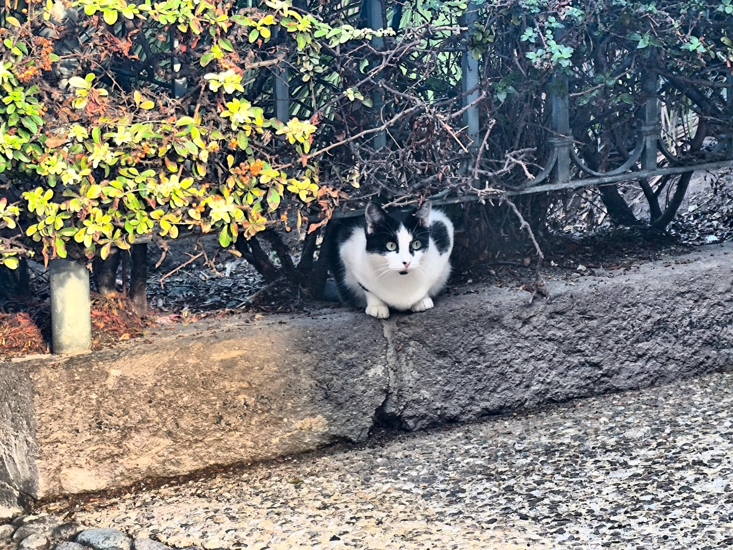 Gatto libero Sassari
